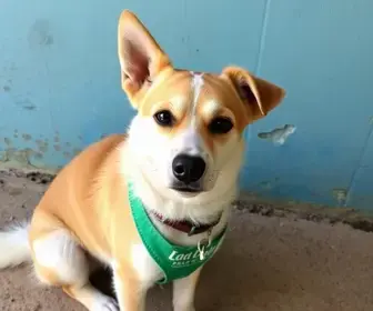 Amigo Bicho