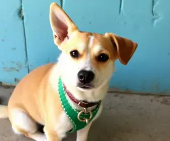 Amigo Bicho