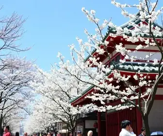 Haru Matsuri